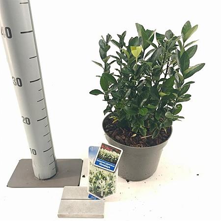 Euonymus jap. Himalaya Pot 3 liter 25-30cm