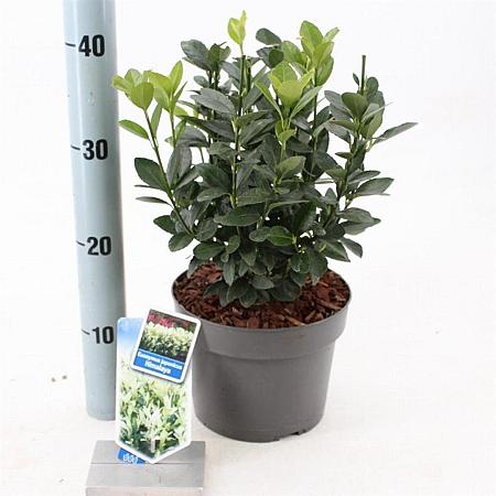 Euonymus jap. Himalaya Pot 3 liter 25-30cm