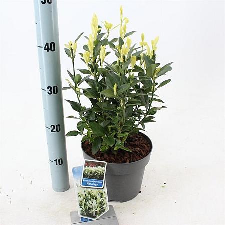 Euonymus jap. Himalaya Pot 3 liter 25-30cm