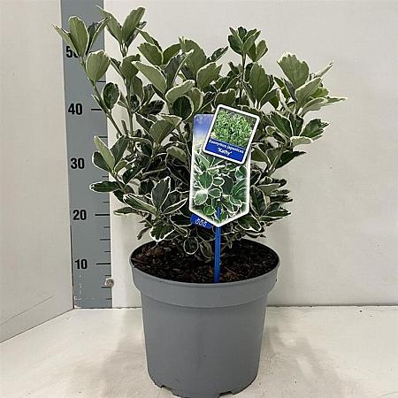 Euonymus jap. 'Kathy' Pot 5 Liter 30 - 40 cm