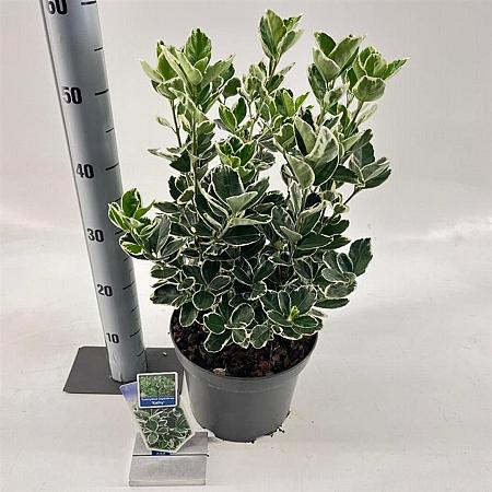 Euonymus jap. 'Kathy' Pot 5 Liter 30 - 40 cm