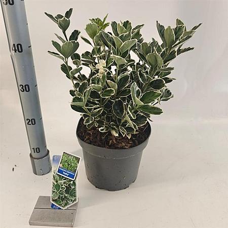 Euonymus jap. 'Kathy' Pot 5 Liter 30 - 40 cm