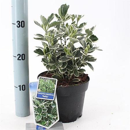 Euonymus jap. 'Kathy' Pot 2 Liter 20 - 30 cm
