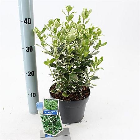 Euonymus jap. 'Kathy' Pot 2 Liter 20 - 30 cm