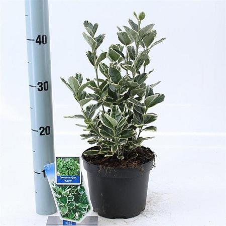 Euonymus jap. 'Kathy' Pot 2 Liter 20 - 30 cm