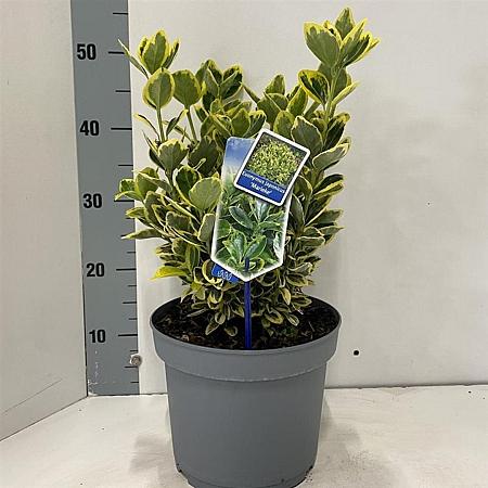 Euonymus jap. Marieke Pot 5 Liter 30 - 40 cm