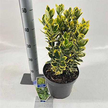 Euonymus jap. Marieke Pot 5 Liter 30 - 40 cm