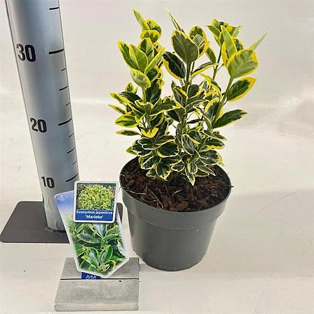 Euonymus jap. Marieke Pot 2 Liter 20 - 30 cm
