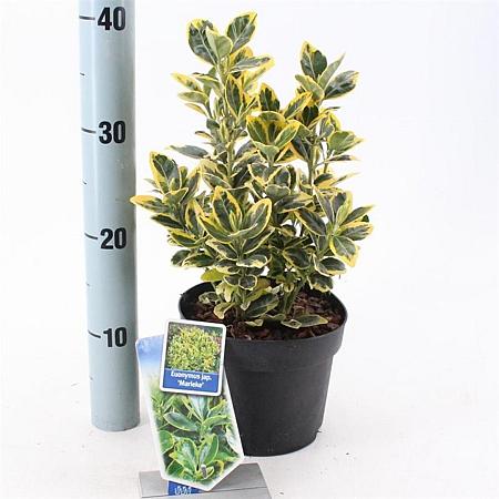 Euonymus jap. Marieke Pot 2 Liter 20 - 30 cm