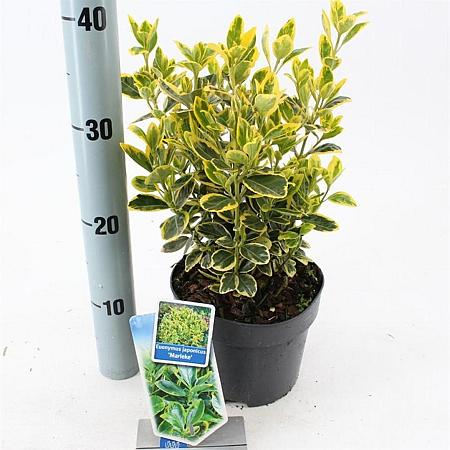 Euonymus jap. Marieke Pot 2 Liter 20 - 30 cm