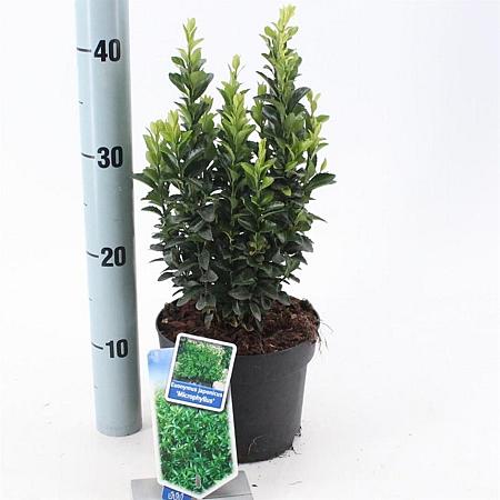 Euonymus jap. 'Microphyllus' Pot 2 Liter 20 - 30 cm