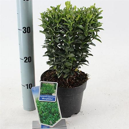 Euonymus jap. 'Microphyllus' Pot 2 Liter 20 - 30 cm