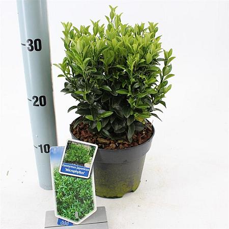 Euonymus jap. 'Microphyllus' Pot 2 Liter 20 - 30 cm