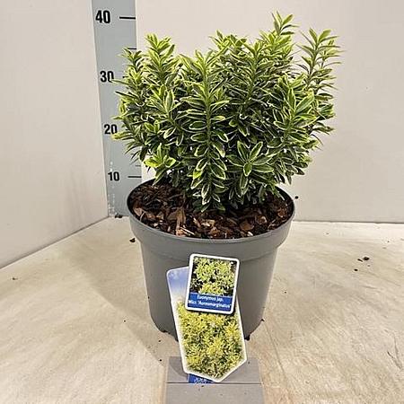 Euonymus jap. 'Microphyl. Aureovar' Pot 5 Liter 30 - 40 cm