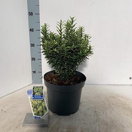 Euonymus jap. 'Microphyl. Aureovar' Pot 5 Liter 30 - 40 cm
