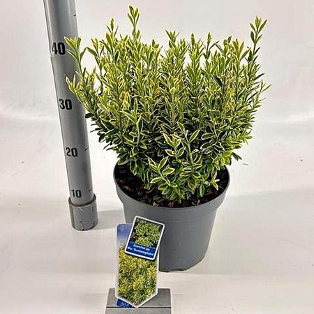 Euonymus jap. 'Microphyl. Aureovar' Pot 5 Liter 30 - 40 cm