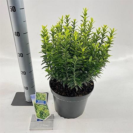 Euonymus jap. 'Microphyl. Aureovar' Pot 5 Liter 30 - 40 cm