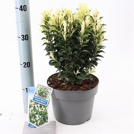 Euonymus jap. Paloma Blanca Pot 3 liter 25-30cm