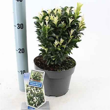 Euonymus jap. Paloma Blanca Pot 3 liter 25-30cm