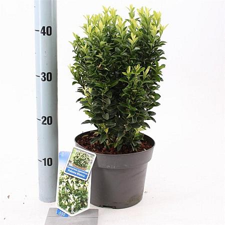 Euonymus jap. Paloma Blanca Pot 3 liter 25-30cm