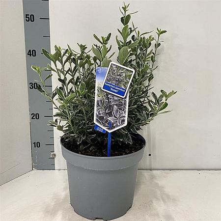 Euonymus jap. 'Susan' Pot 5 Liter 30 - 40 cm