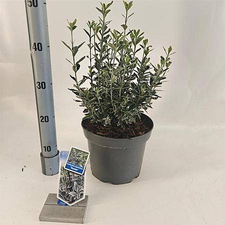 Euonymus jap. 'Susan' Pot 5 Liter 30 - 40 cm