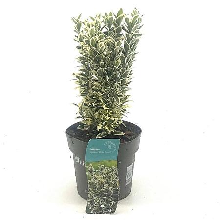 Euonymus jap. 'White Spire' Pot 2 Liter 20 - 30 cm