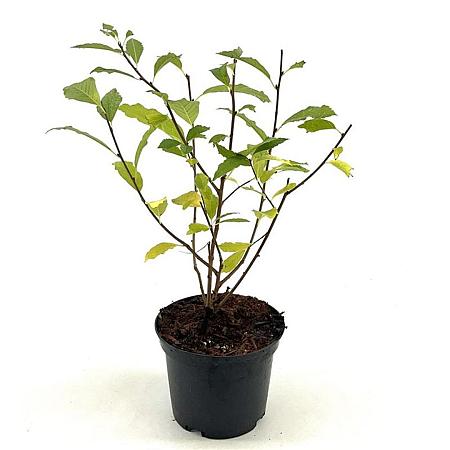 Exochorda racem. Blushing Pearl Pot 2 Liter40 - 50 cm