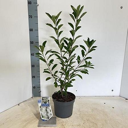 Exochorda racem. Blushing Pearl Pot 2 liter 25-30cm
