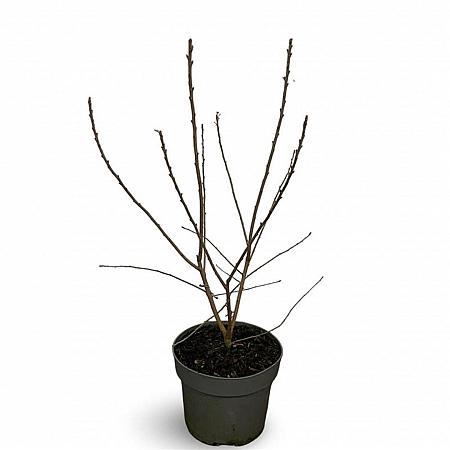 Exochorda racem. 'Niagara' Pot 4 Liter 40 - 60 cm