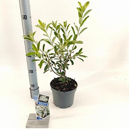 Exochorda racem. 'Niagara' Pot 2 liter 25-30cm