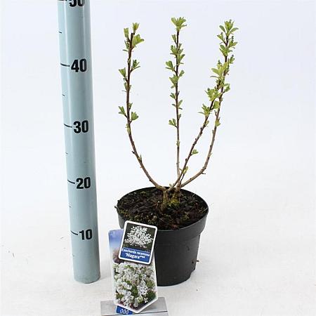 Exochorda racem. 'Niagara' Pot 2 liter 25-30cm
