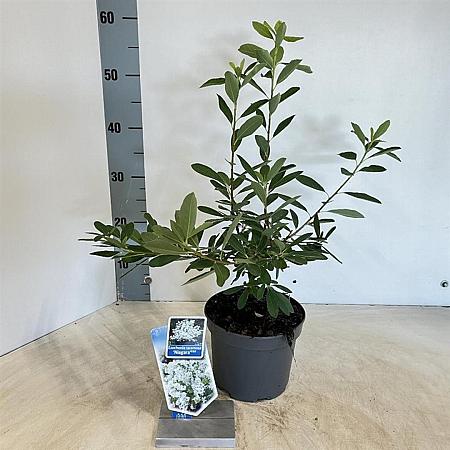 Exochorda racem. 'Niagara' Pot 2 liter 25-30cm