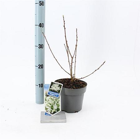 Exochorda racem. 'Niagara' Pot 2 liter 25-30cm