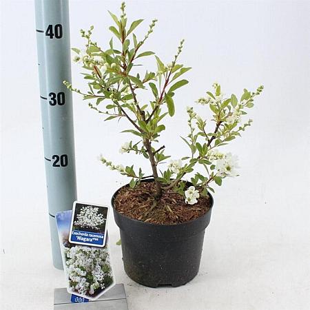 Exochorda racem. 'Niagara' Pot 2 liter 25-30cm