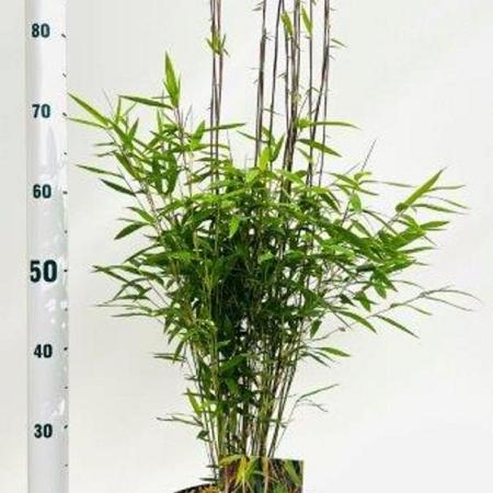 Fargesia nitida 'Volcano' Pot 5 Liter 40 - 60 cm