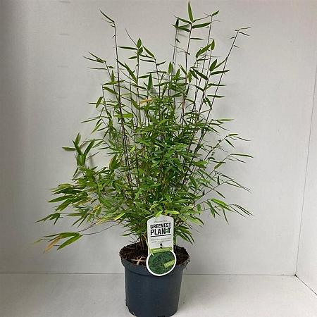 Fargesia nitida 'Volcano' Pot 3 Liter 80 - 100 cm