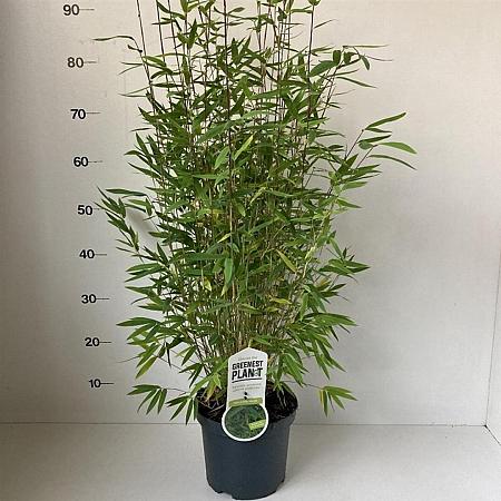 Fargesia nitida 'Volcano' Pot 3 Liter 80 - 100 cm
