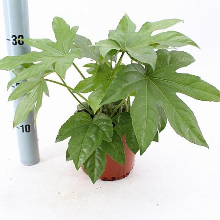 Fatsia japonica Pot 2 Liter 20 - 30 cm