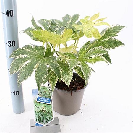 Fatsia japonica 'Spider's Web' Pot 2 Liter 20 - 30 cm