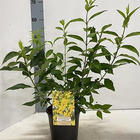 Forsythia int. 'Lynwood' Pot 2 Liter 20 - 30 cm