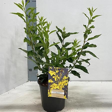 Forsythia int. Minigold Pot 2 Liter40 - 50 cm