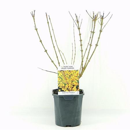 Forsythia int. Minigold Pot 2 Liter40 - 50 cm