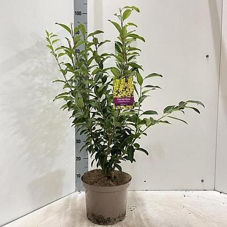 Forsythia int. 'Spectabilis' Pot 5 Liter 50 - 60 cm