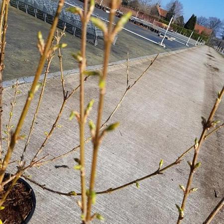 Forsythia int. 'Spectabilis' Pot 2 Liter30 - 40 cm
