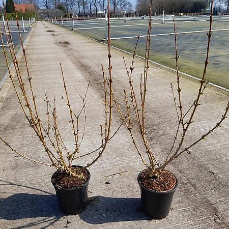 Forsythia int. 'Spectabilis' Pot 2 Liter30 - 40 cm