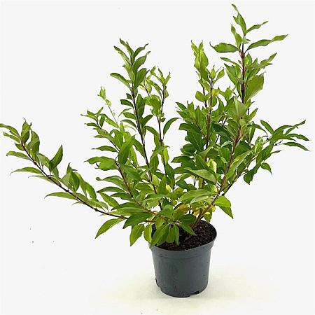 Forsythia int. 'Spectabilis' Pot 3 Liter 50 - 60 cm