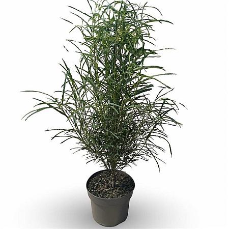 Frangula alnus Fine Line Pot 35 Liter 125 - 150 cm