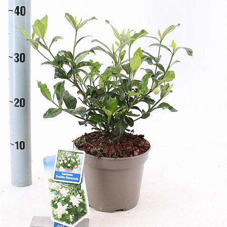 Gardenia jasm. Double Diamonds Pot 2 liter 25-30cm