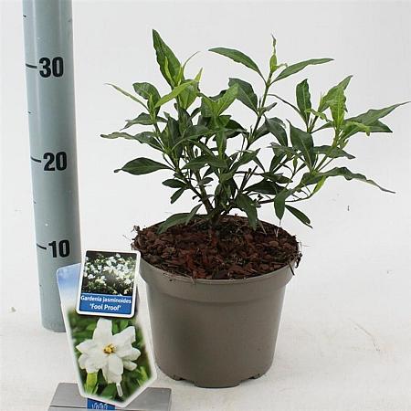 Gardenia jasm. Fool Proof Pot 2 liter 25-30cm